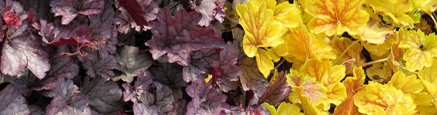Heuchera Banner